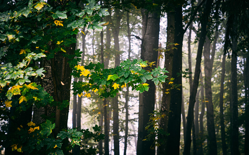 Soft daylight filters through a quiet, misty stand of trees with green and gold leaves.